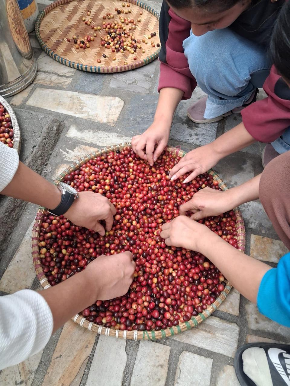 Harvesting